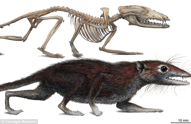 Ancient Rodent Found in China
